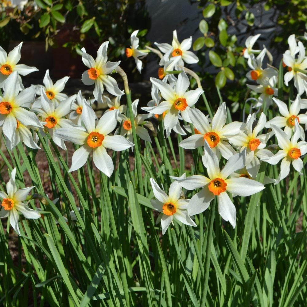 Narcissus 'Firebrand'