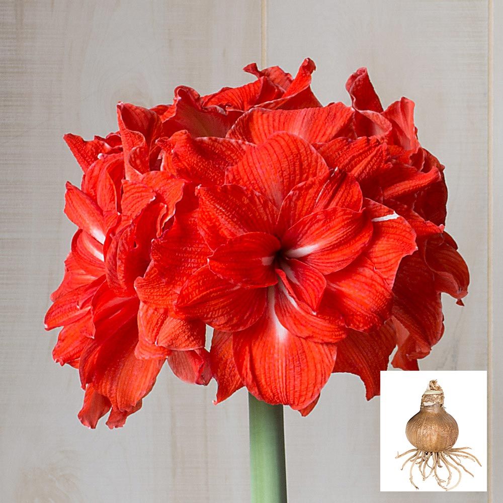 Amaryllis 'Double Circus'