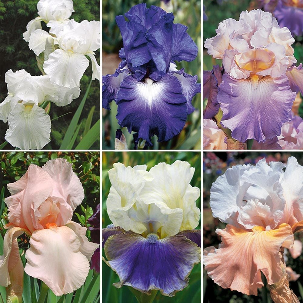 Reblooming Tall Bearded Iris Collection | White Flower Farm