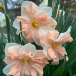  Narcissus 'Apricot Whirl'