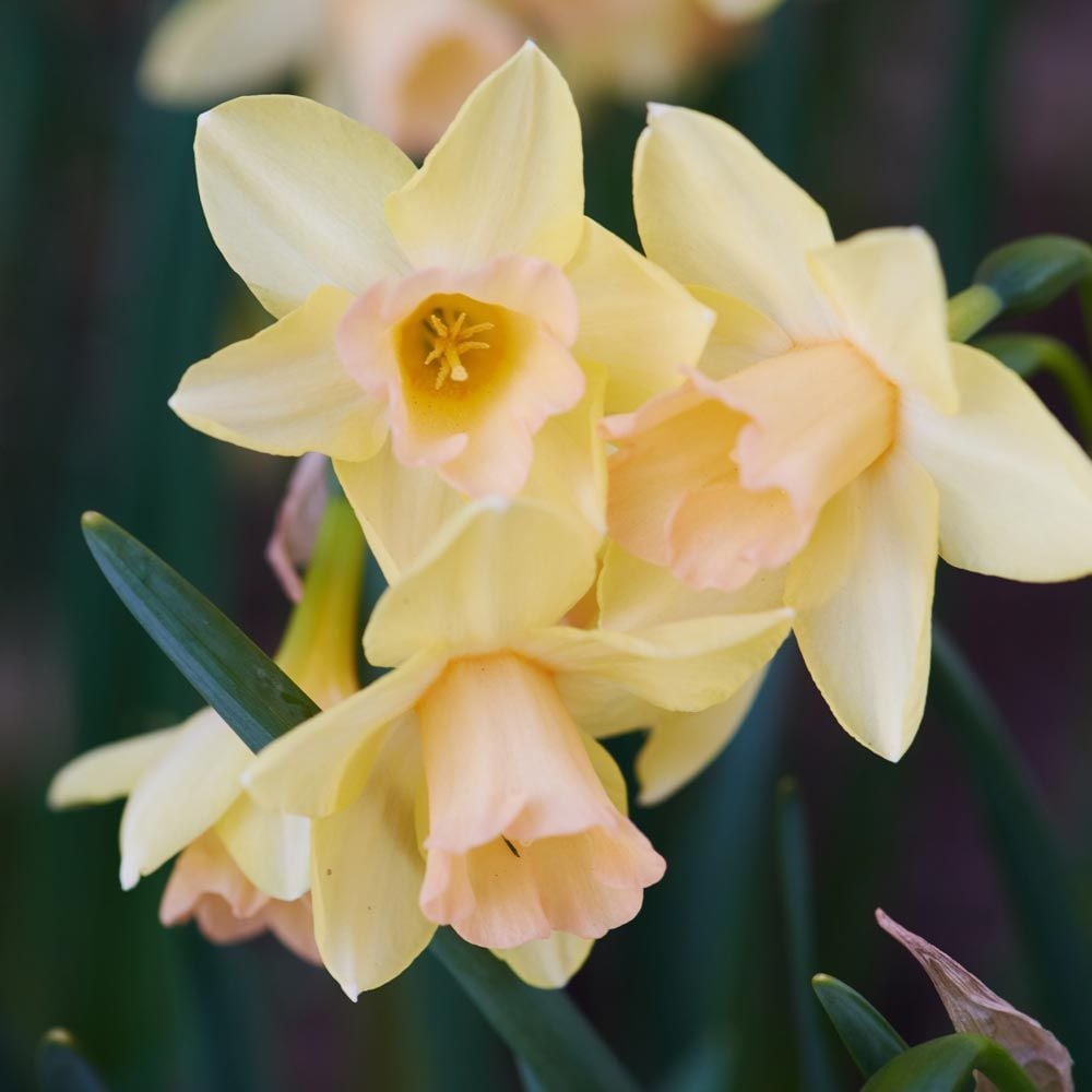 Narcissus 'Blushing Lady' White Flower Farm