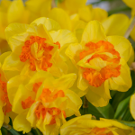  Narcissus 'Vulcanello'