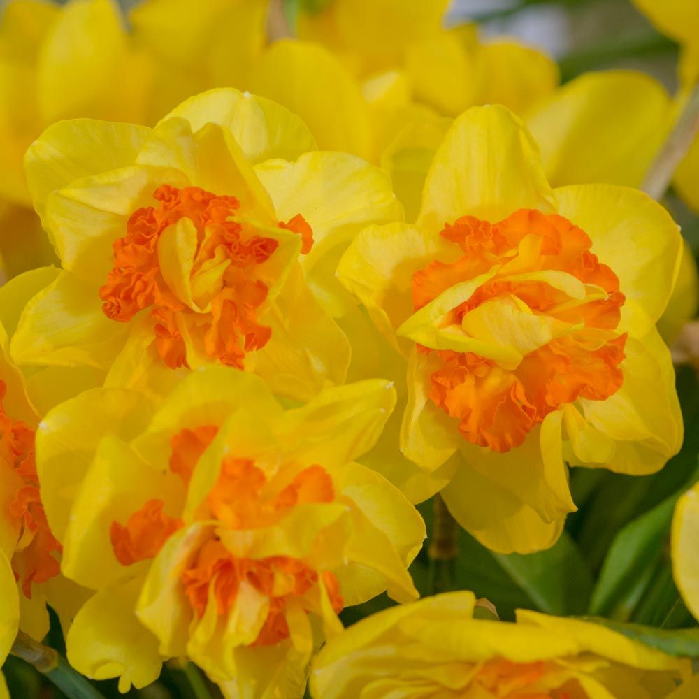 Narcissus 'Vulcanello'