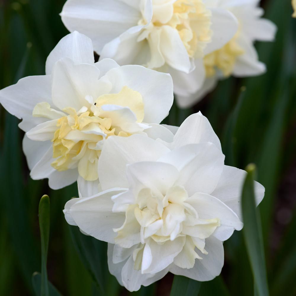 Narcissus 'Easter Born' White Flower Farm