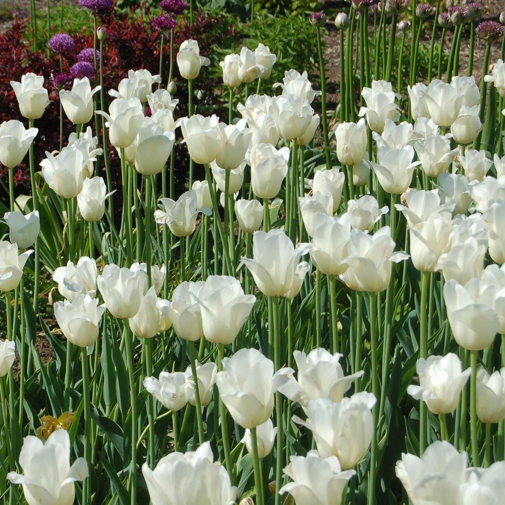 Tulip City of Vancouver White Flower Farm