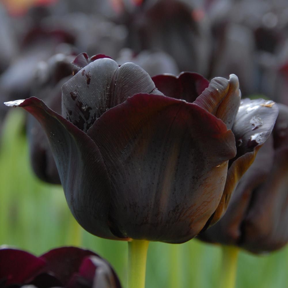 Tulip 'Paul Scherer' | White Flower Farm