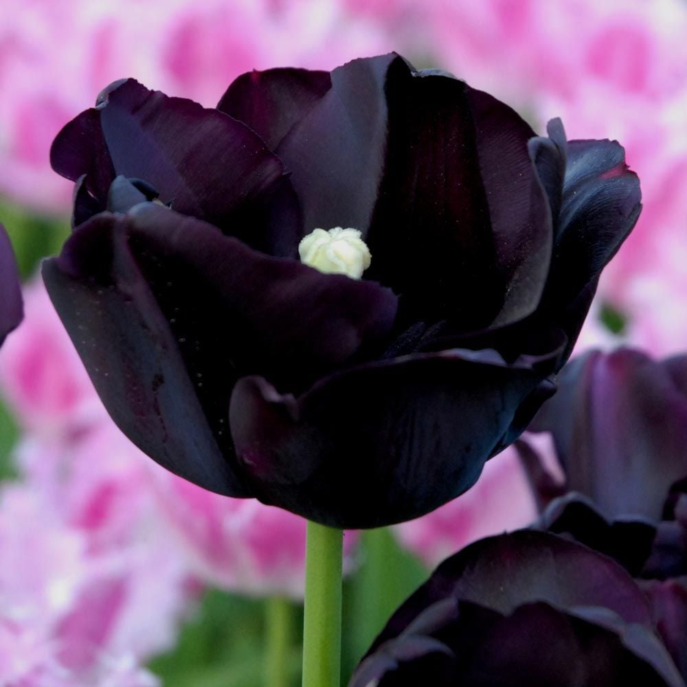 Longwood Elegant Pink Bulb Collection | White Flower Farm