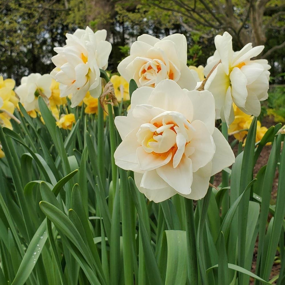 Narcissus 'Gay Tabor'