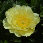  Peony 'Yellow Doodle Dandy' - Itoh Peony