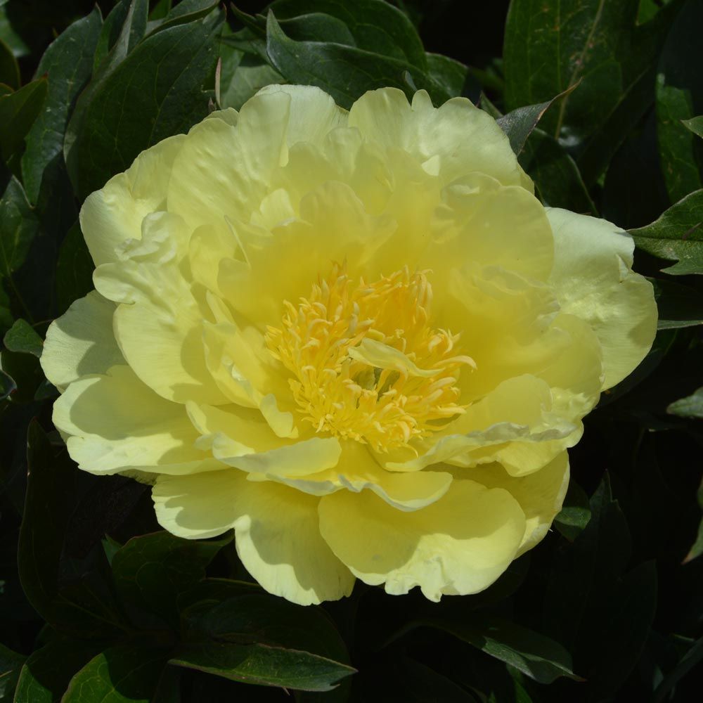 Peony 'Yellow Doodle Dandy' - Itoh Peony