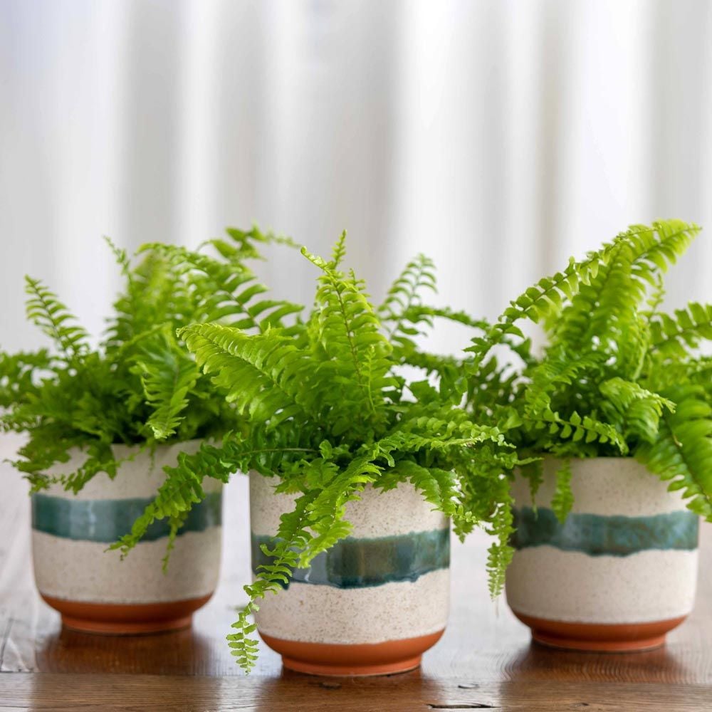 Senecio String of Pearls in Persephone Ceramic Planter