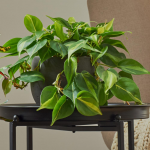  Philodendron 'Brasil'