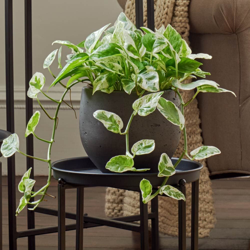 Pothos 'Pearls and Jade'