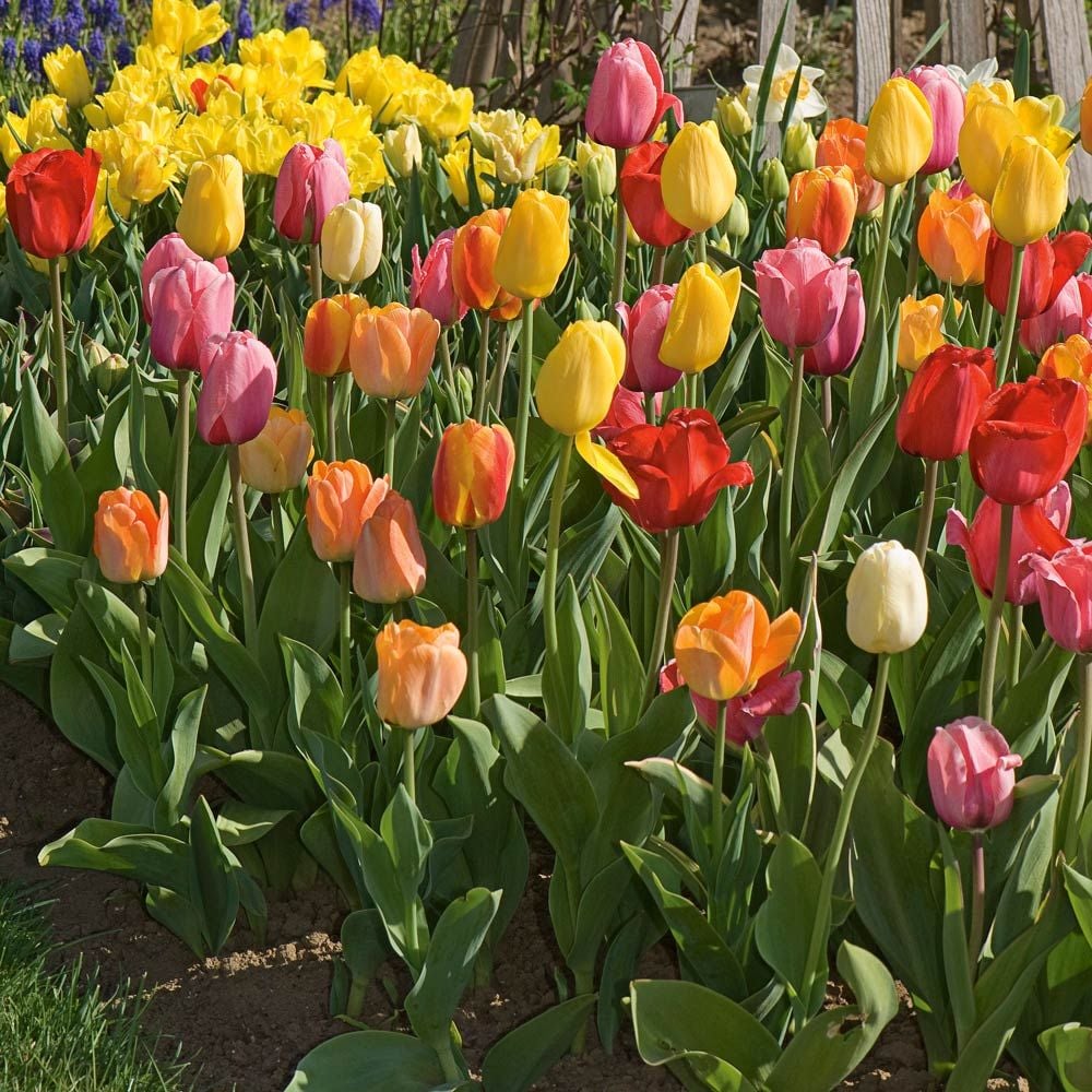 White Flower Farm Perennial Tulip Collection, 60 bulbs