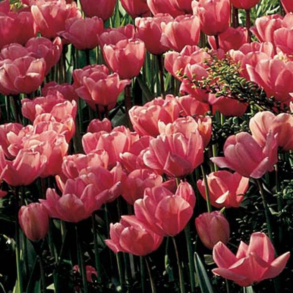 White Flower Farm Perennial Tulip Collection, 60 bulbs White Flower Farm