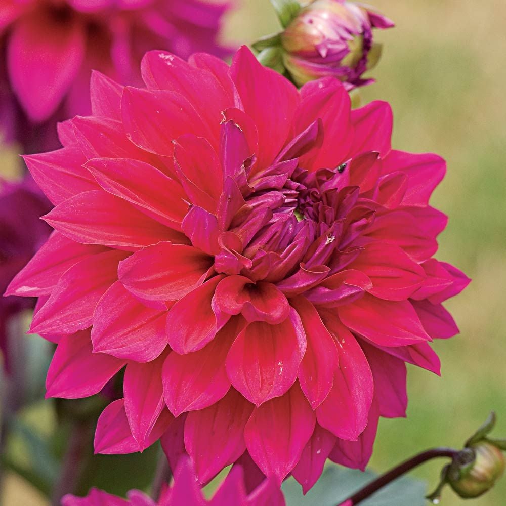 Dahlia 'Engelhardt's Matador'