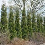  Thuja occidentalis 'American Pillar'