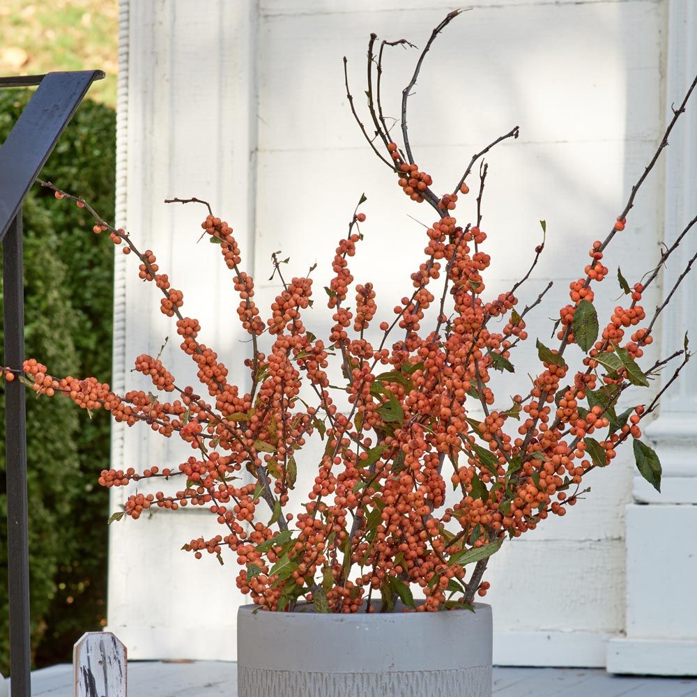 Winter Gold Winterberry Branches White Flower Farm