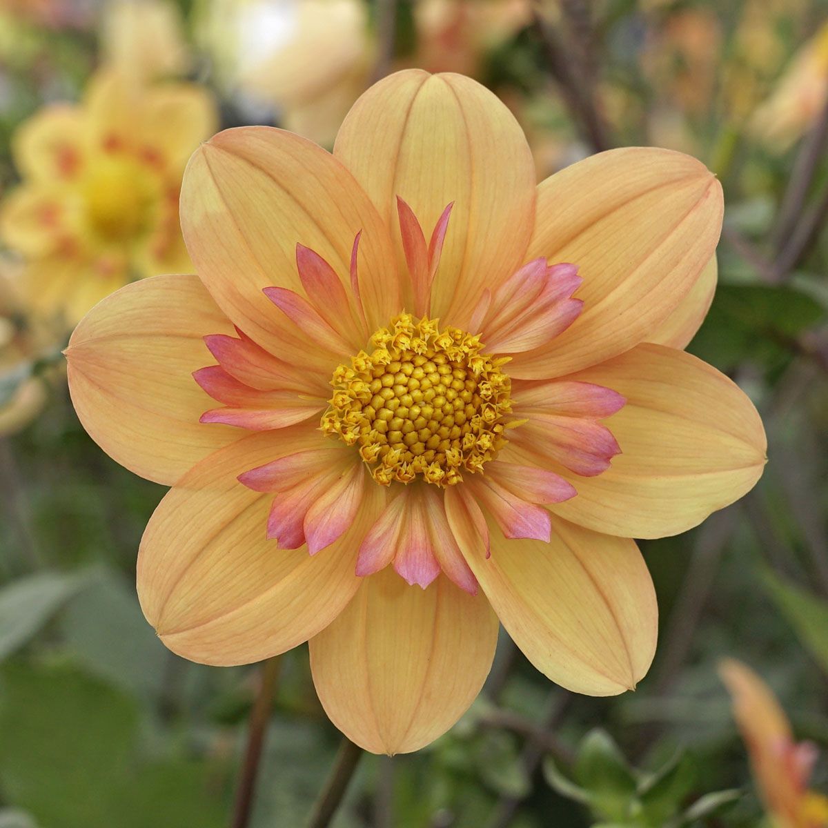 Dahlia 'Kelsey Annie Joy'