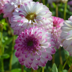  Dahlia 'Pink Isa'