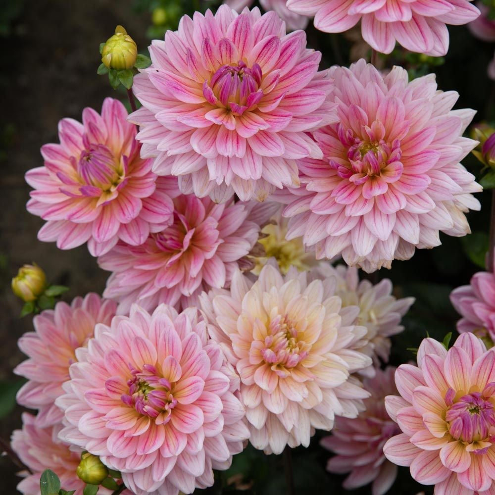 Dahlia 'Pink Magic'