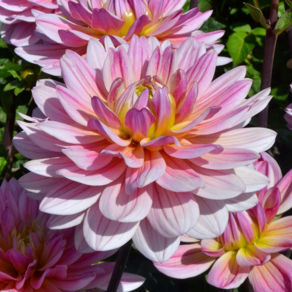Dahlia 'Pink Magic' White Flower Farm