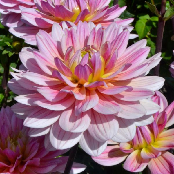 Dahlia 'Pink Magic' | White Flower Farm