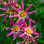  Dahlia 'Honka Pink'