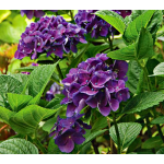 Zone 6 Shrubs & Vines