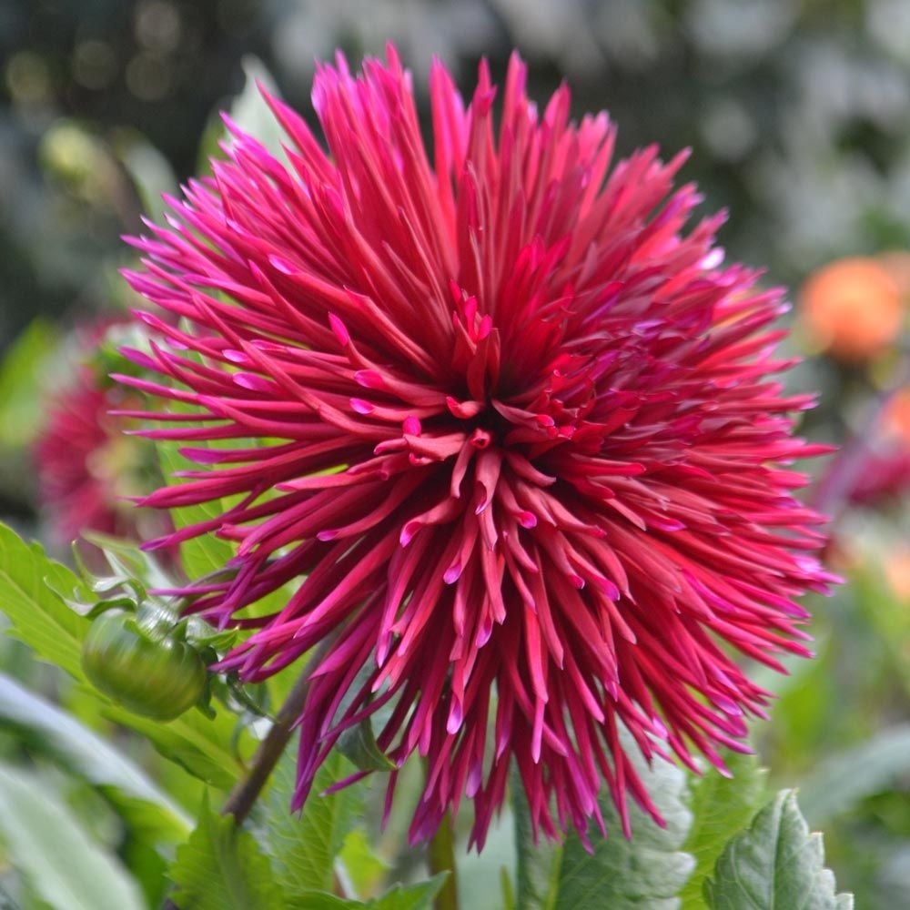 Dahlia 'Urchin'