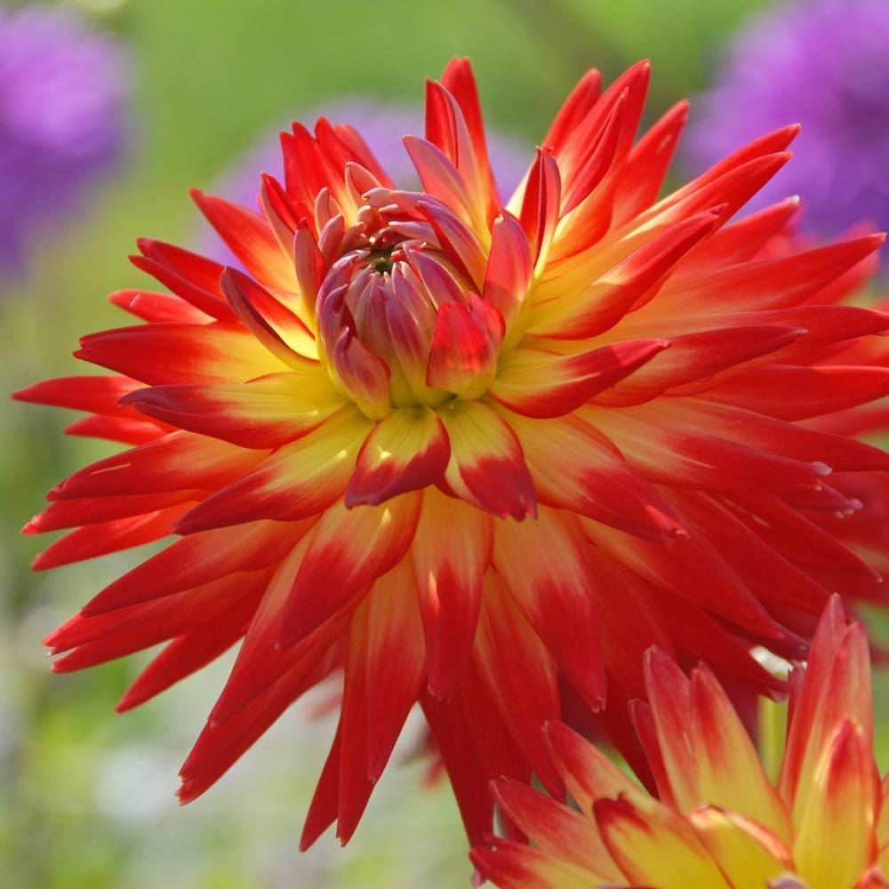 Dahlia 'Karma Bon Bini'