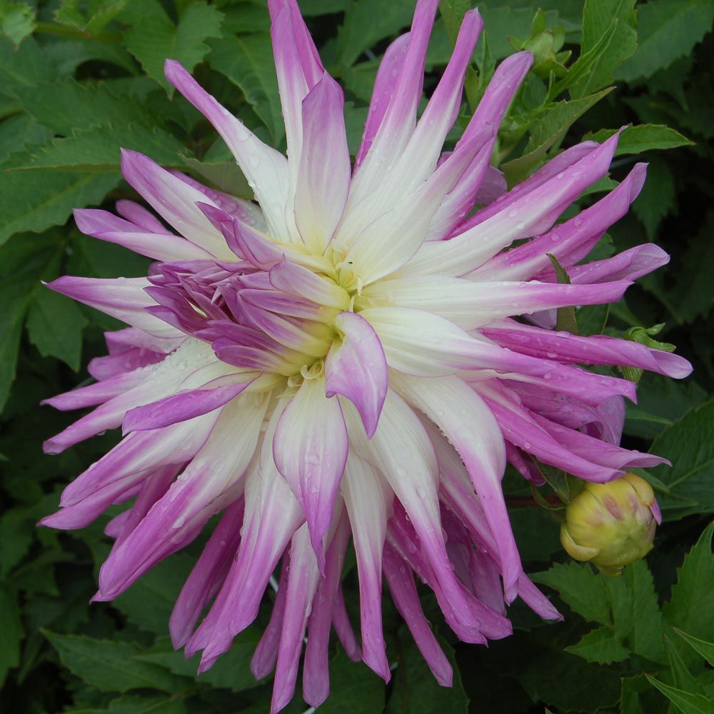 Dahlia 'Mingus Randy' White Flower Farm