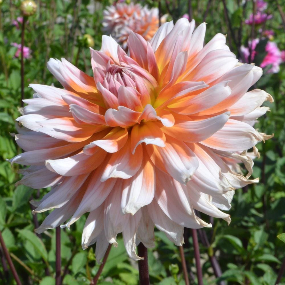 Dahlia 'Okapis Sunset'