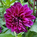  Dahlia 'Thomas Edison'