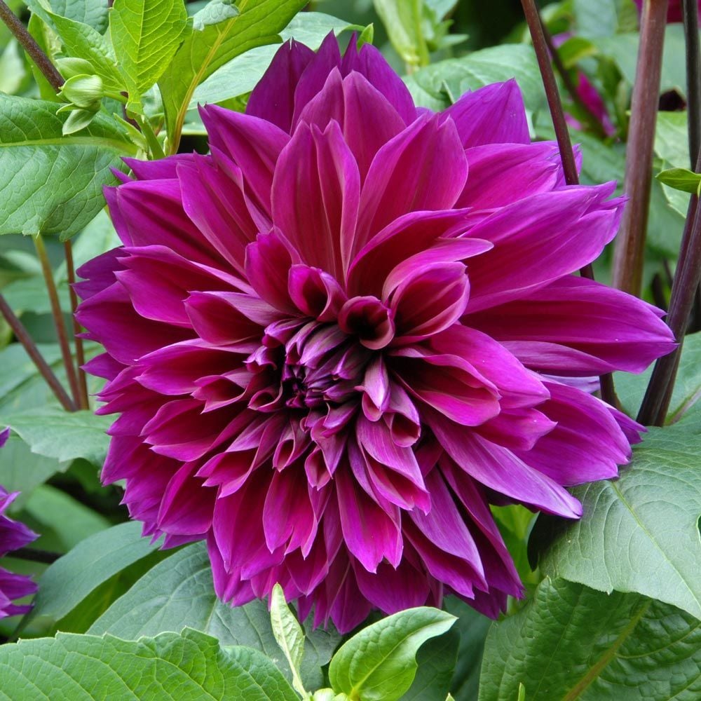 Dahlia 'Thomas Edison'