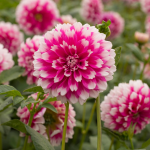 Decorative Dahlias