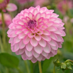  Dahlia 'Arbatax'
