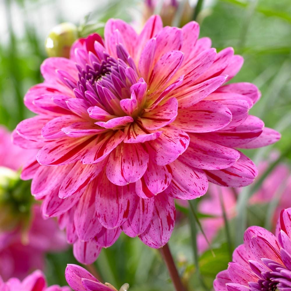 Hot Pink Flower Soap Saver