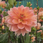  Dahlia 'Mister Frans'