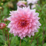  Dahlia 'Otto's Thrill'