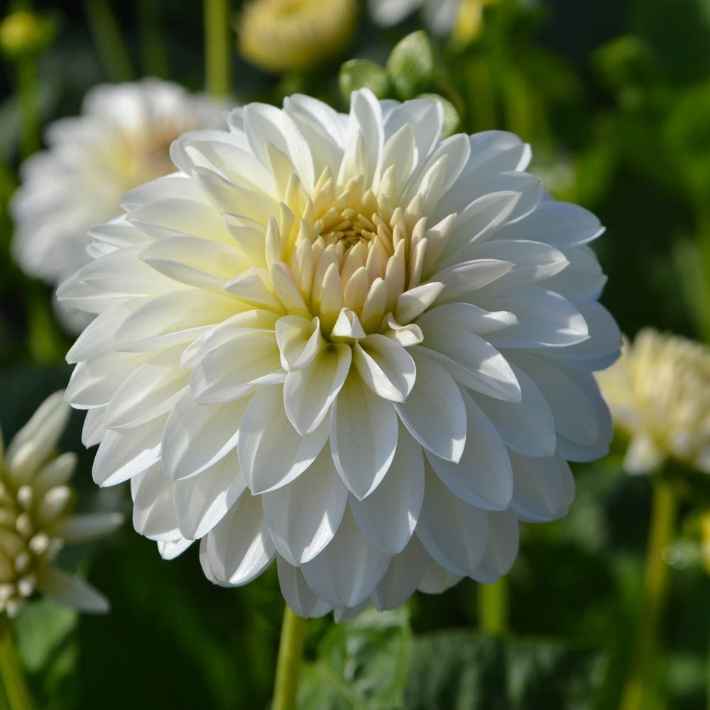 Dahlia 'Snow Cap'