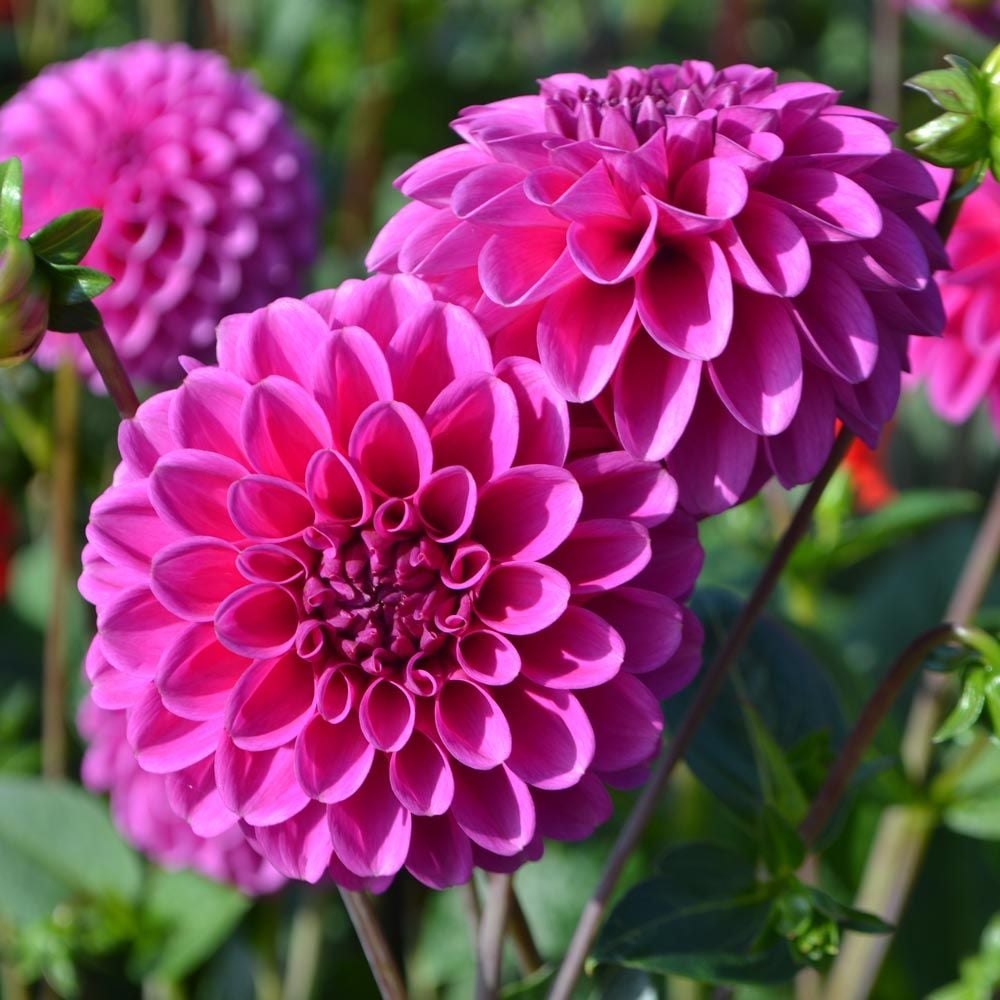 Dahlia 'Purple Fox'