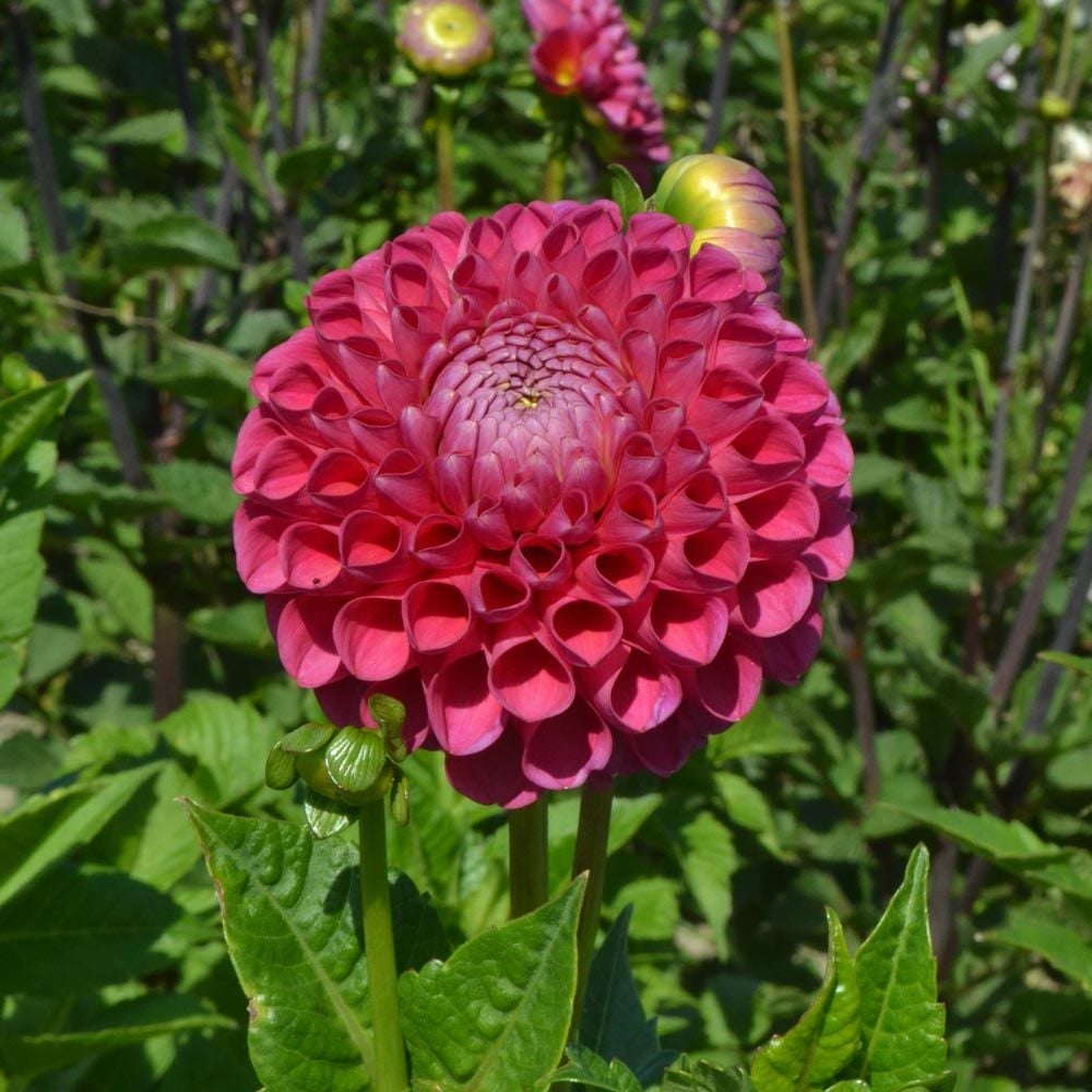 Dahlia 'Jowey Frambo'