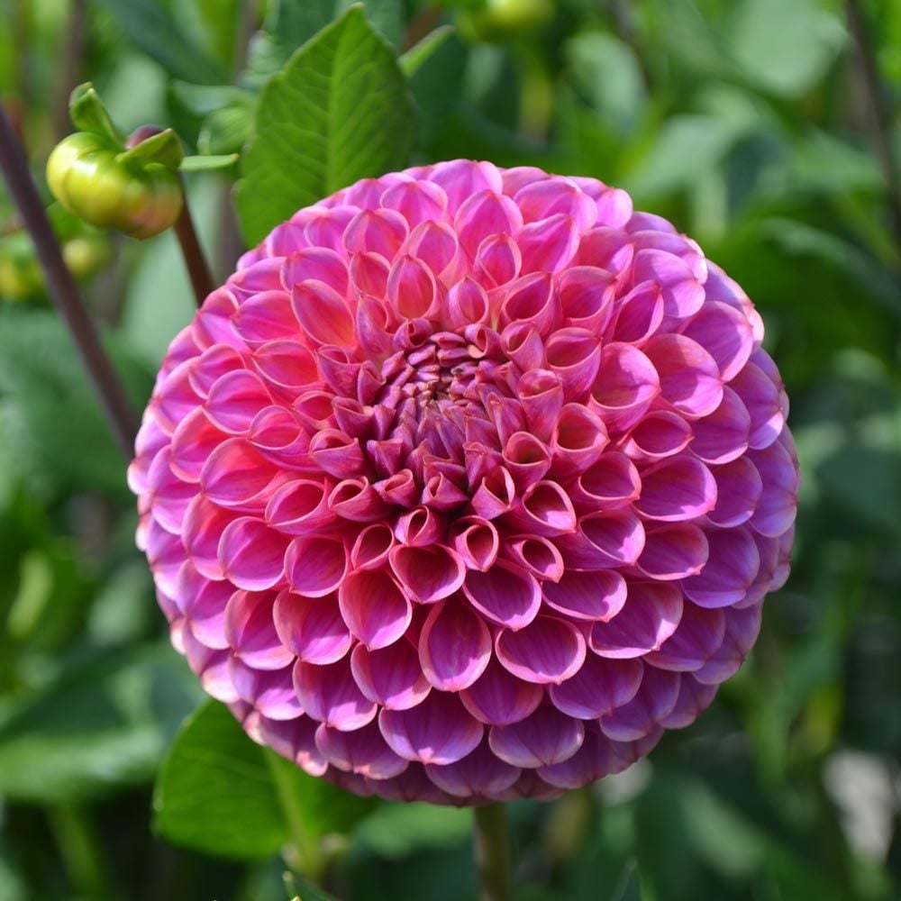 Dahlia 'Caitlin's Joy'