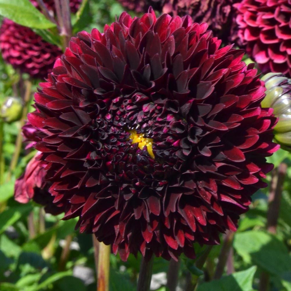 Dahlia 'Jowey Mirella'