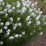  Amsonia hubrichtii