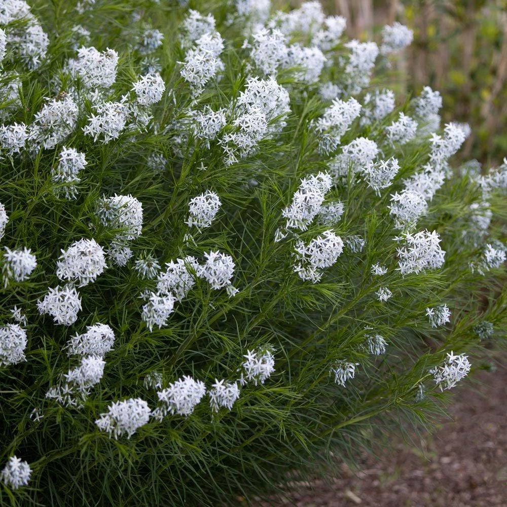 Amsonia hubrichtii