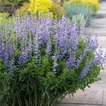  Baptisia australis