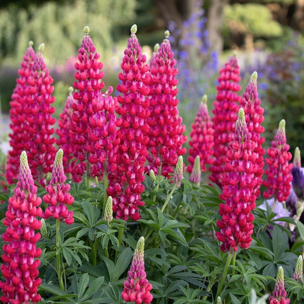 Lupinus 'Red Rum'