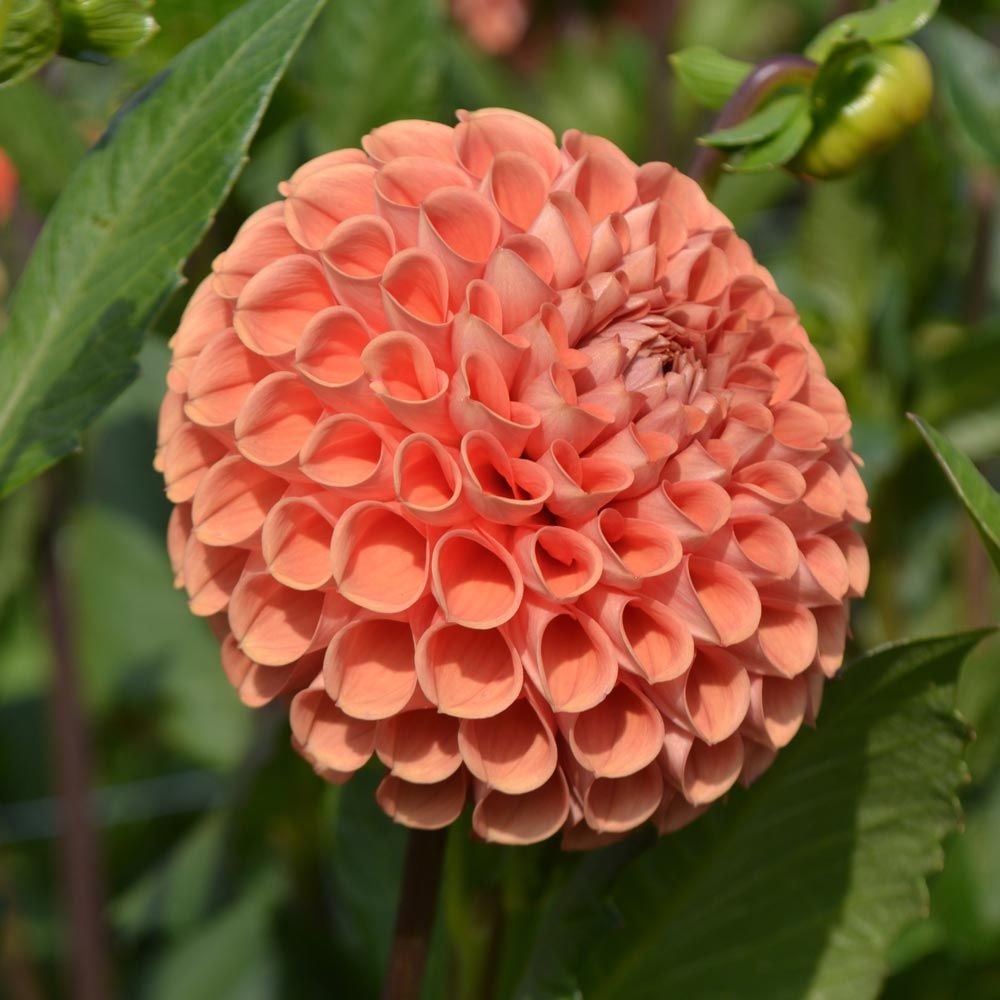 Dahlia 'Cornel Bronze'